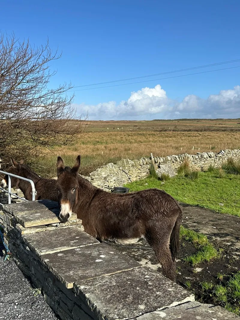 Irish countryside