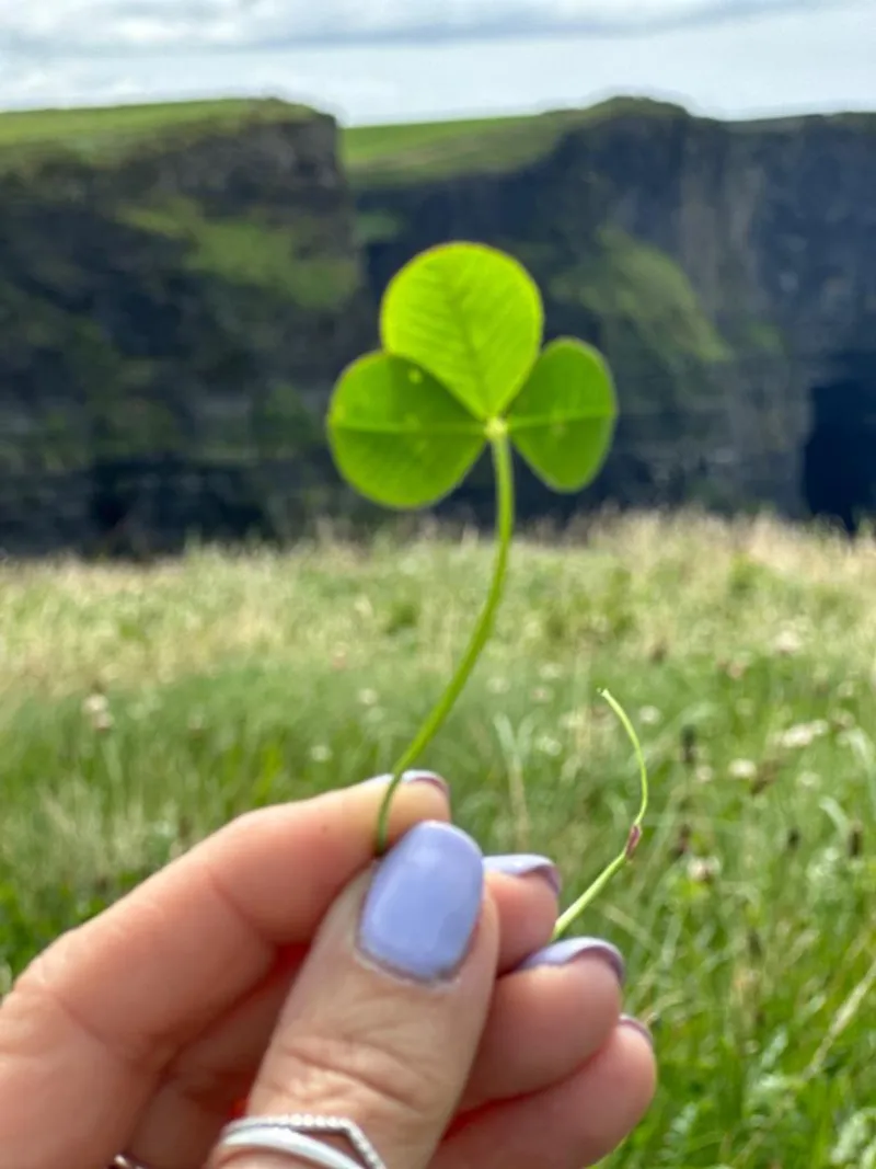 A shamrock, symbol of Ireland
