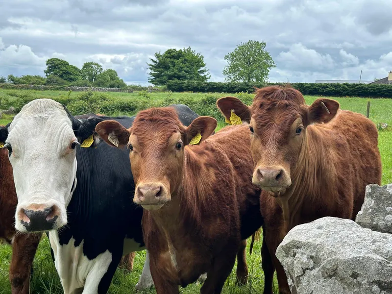 Irish cattle in the countryside