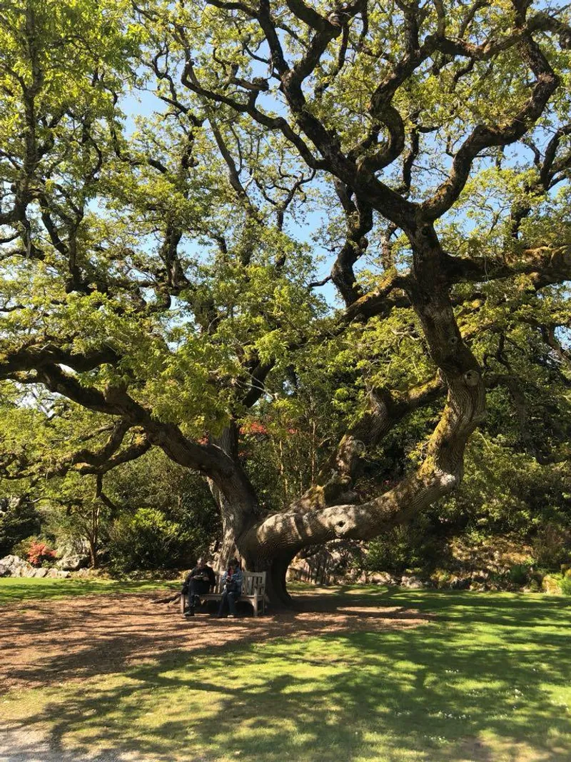 An old oak tree in the countryside