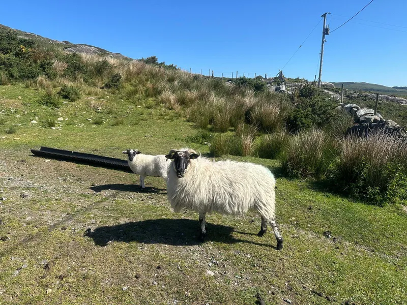 Irish sheep on the roadside